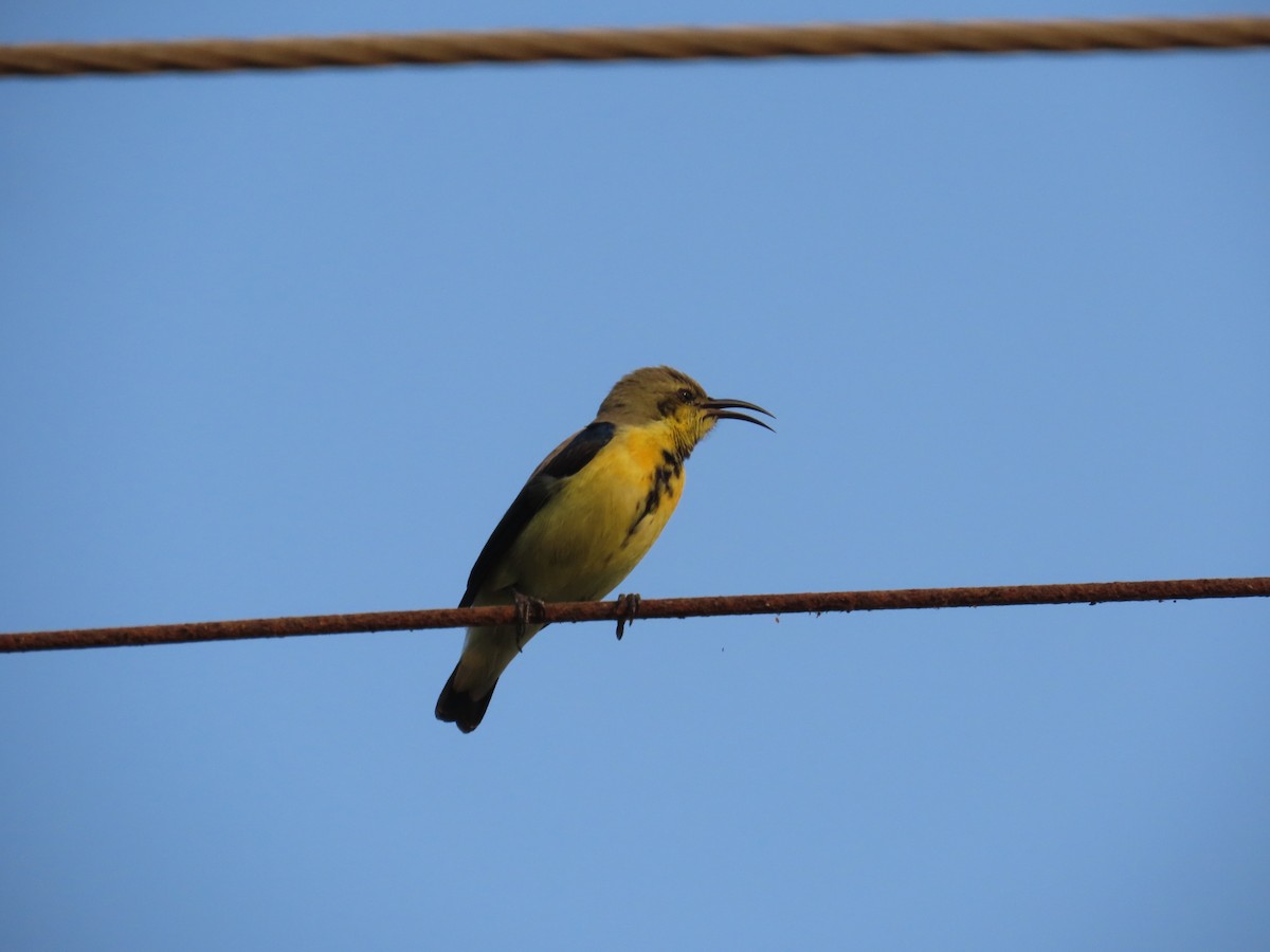 Souimanga asiatique - ML645996013