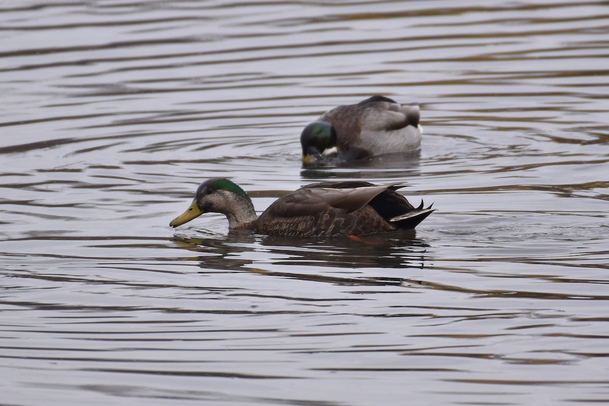 Hybride Canard colvert x C. noir - ML645996016