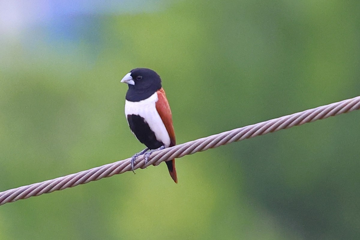 Capucin à dos marron - ML645996018