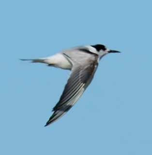 Common Tern - ML645996019