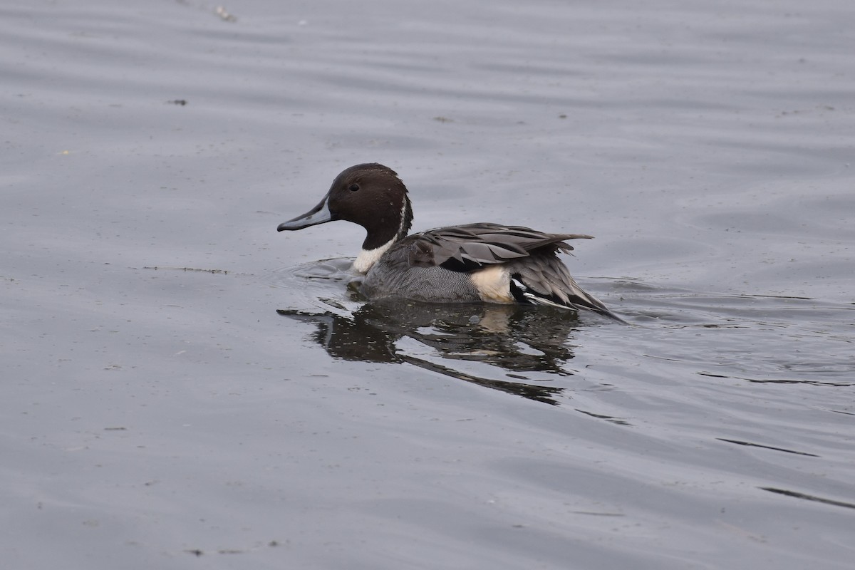 Canard pilet - ML645996023