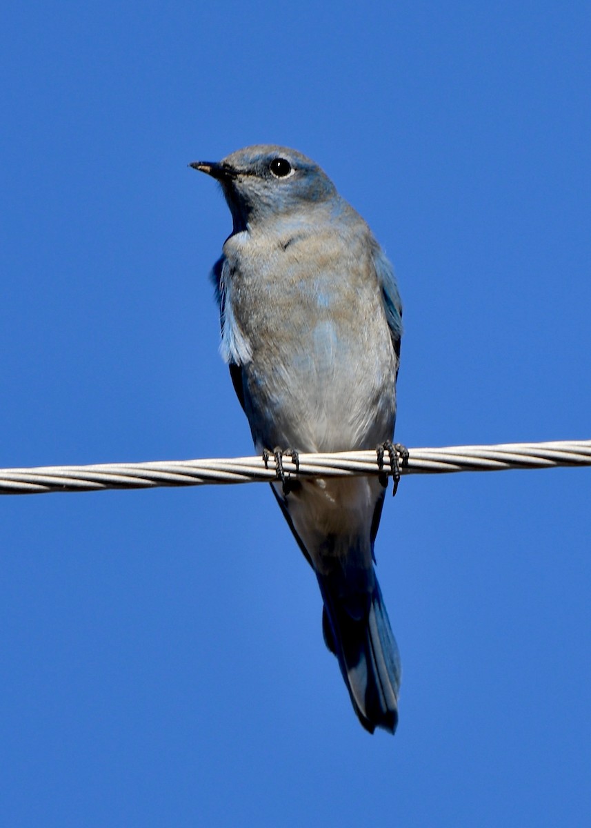 Merlebleu azuré - ML645996024