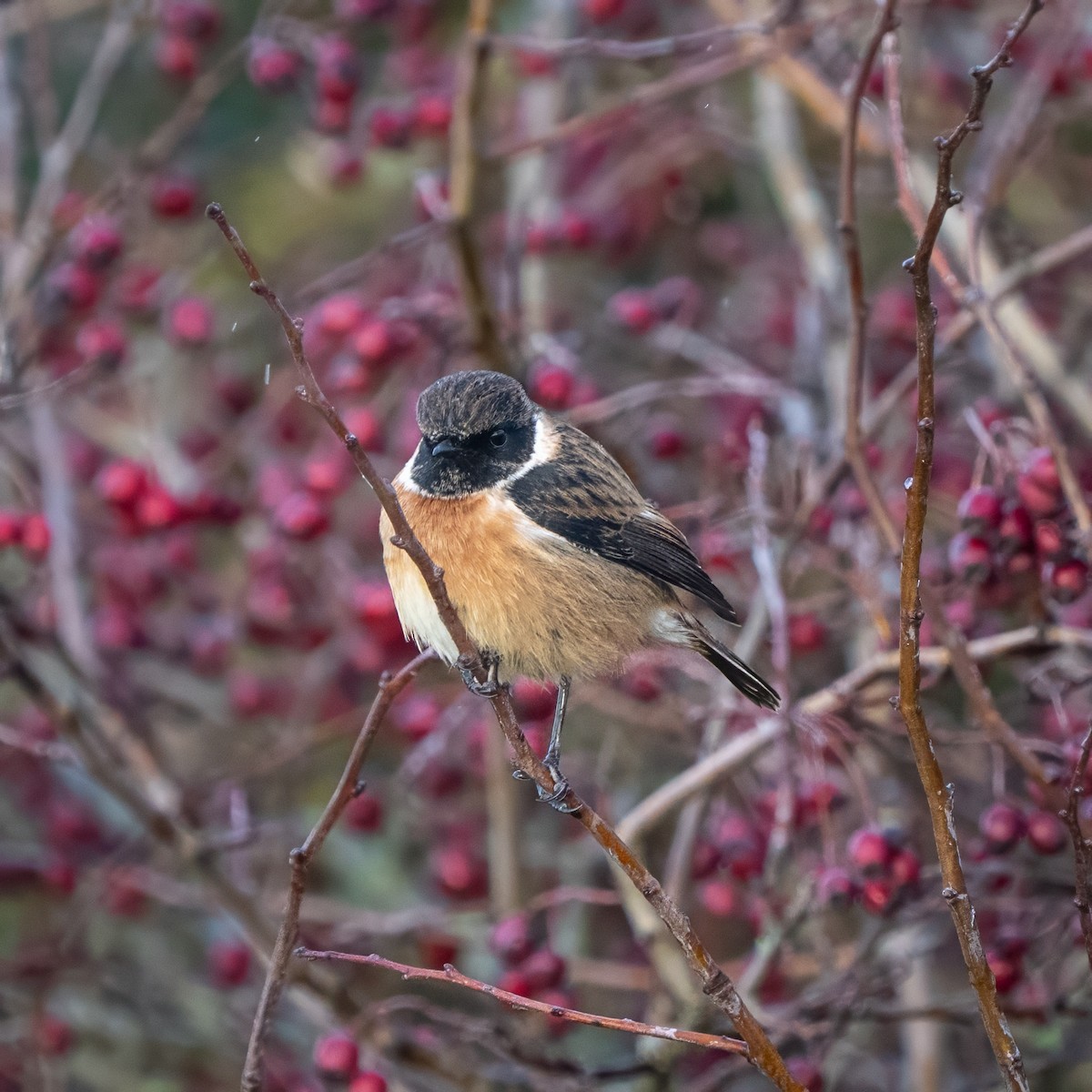 Tarier pâtre - ML645996026