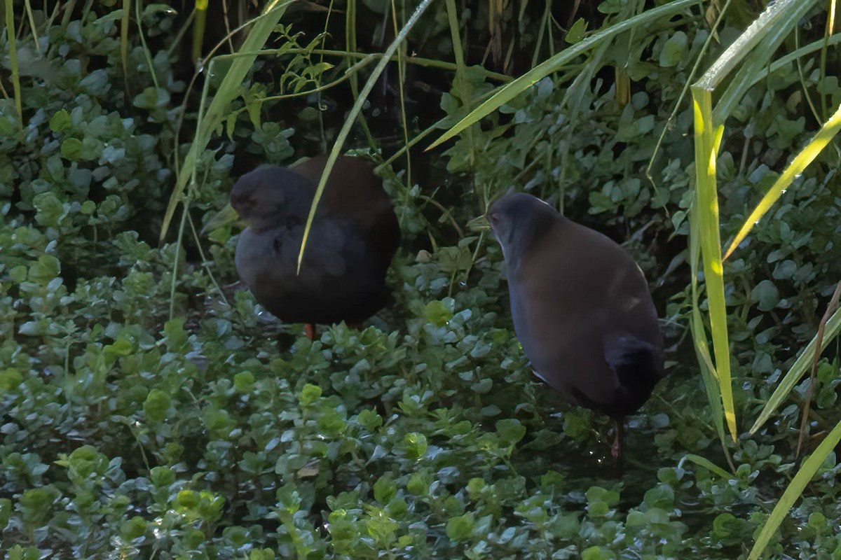 Marouette bicolore - ML645996028