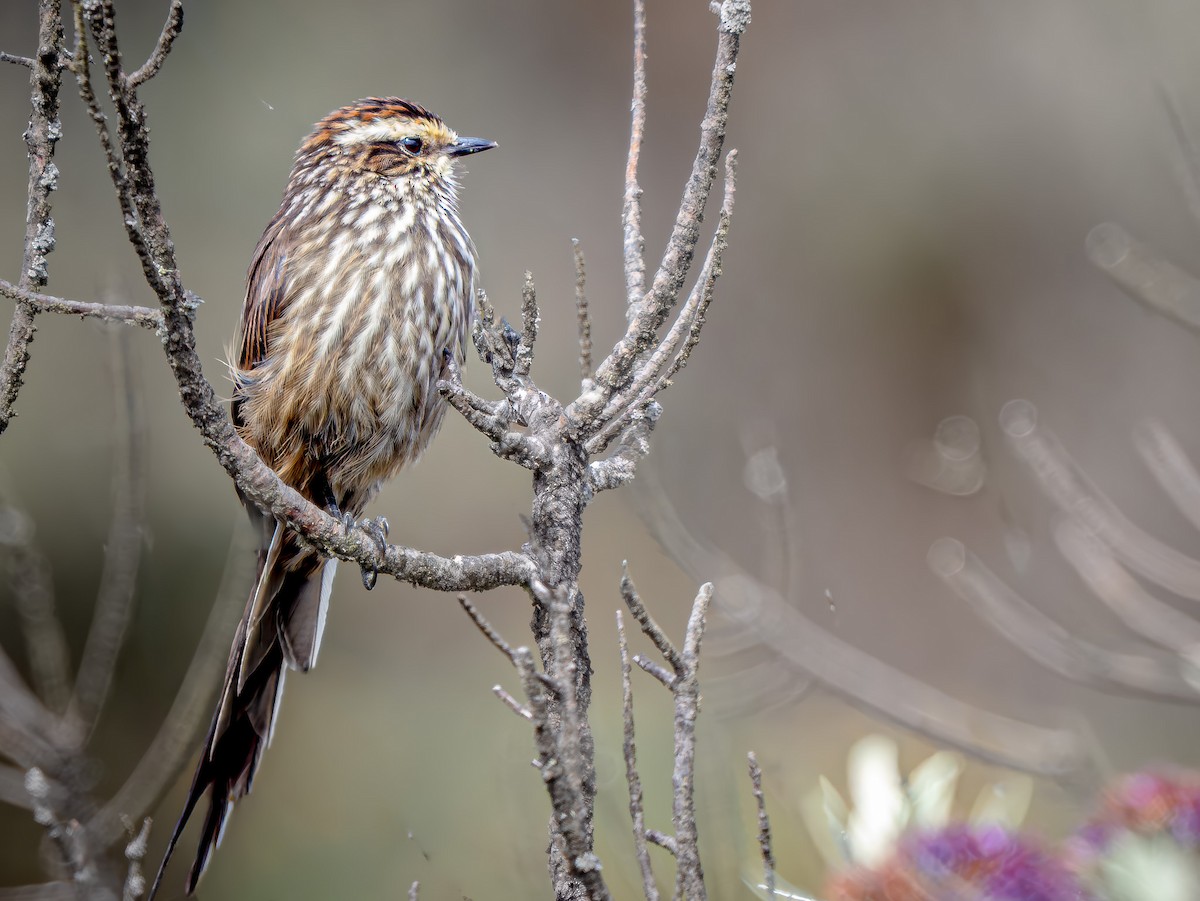 Synallaxe des Andes - ML645996030