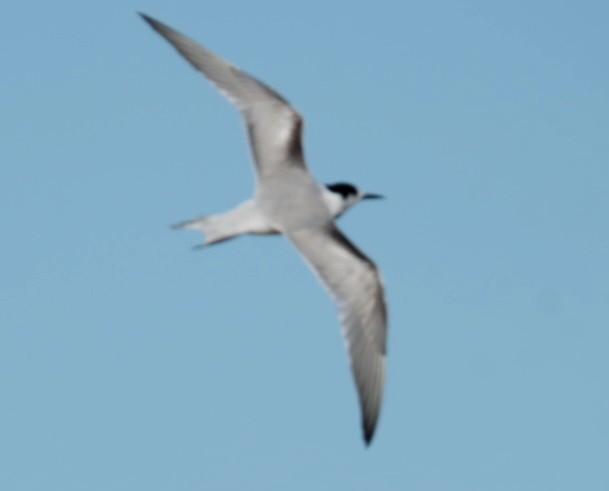 Common Tern - ML645996031