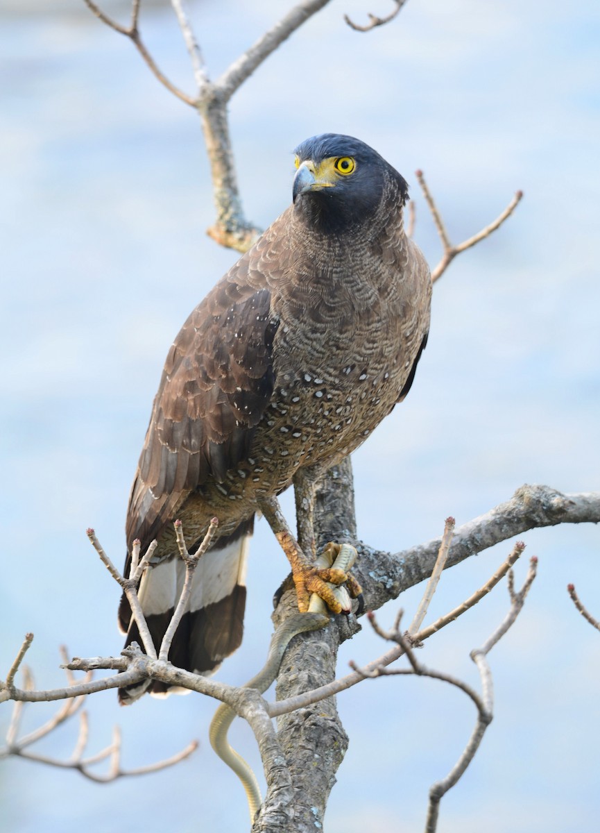 Serpentaire bacha - ML645996033