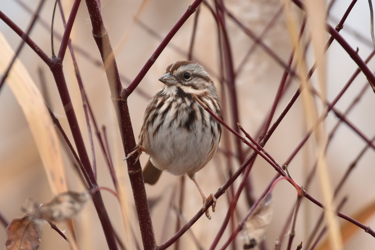 Bruant chanteur - ML645996034