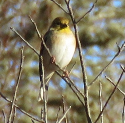 Chardonneret jaune - ML645996035