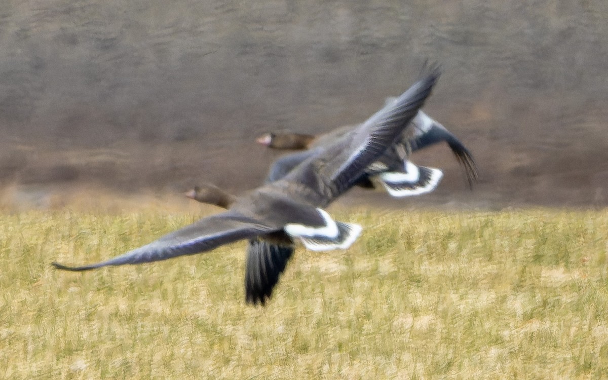 Oie cendrée - ML645996037