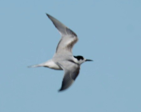 Common Tern - ML645996038