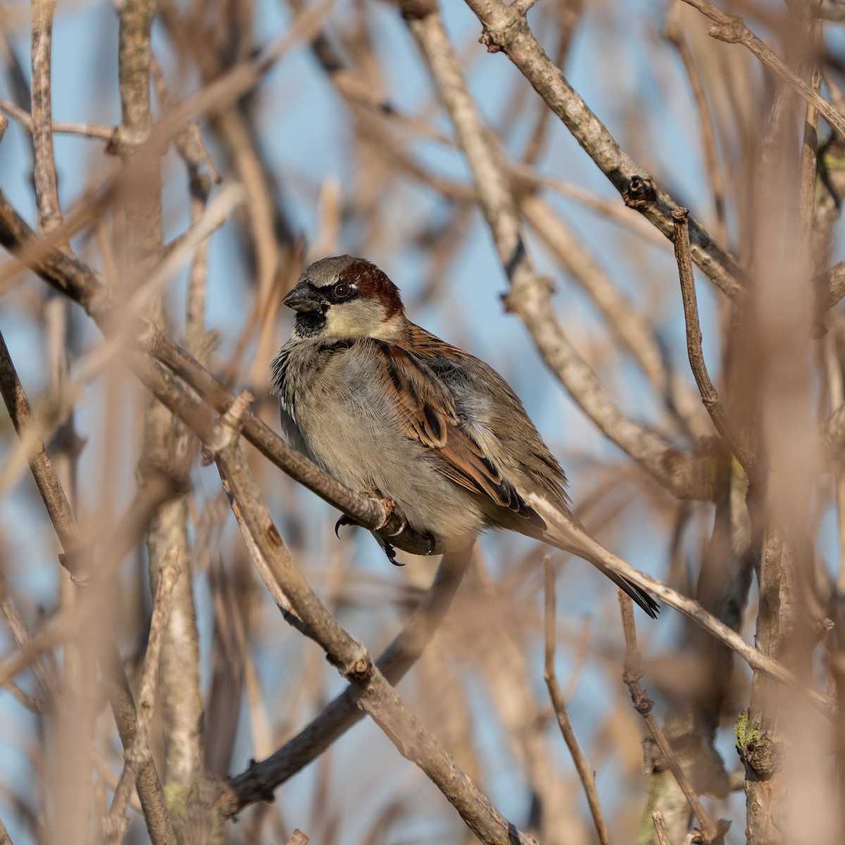 House Sparrow - ML645996041