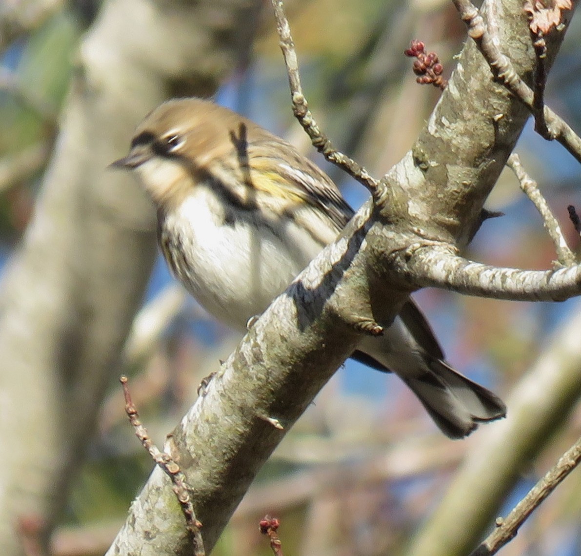 Yellow-rumped Warbler - ML645996044