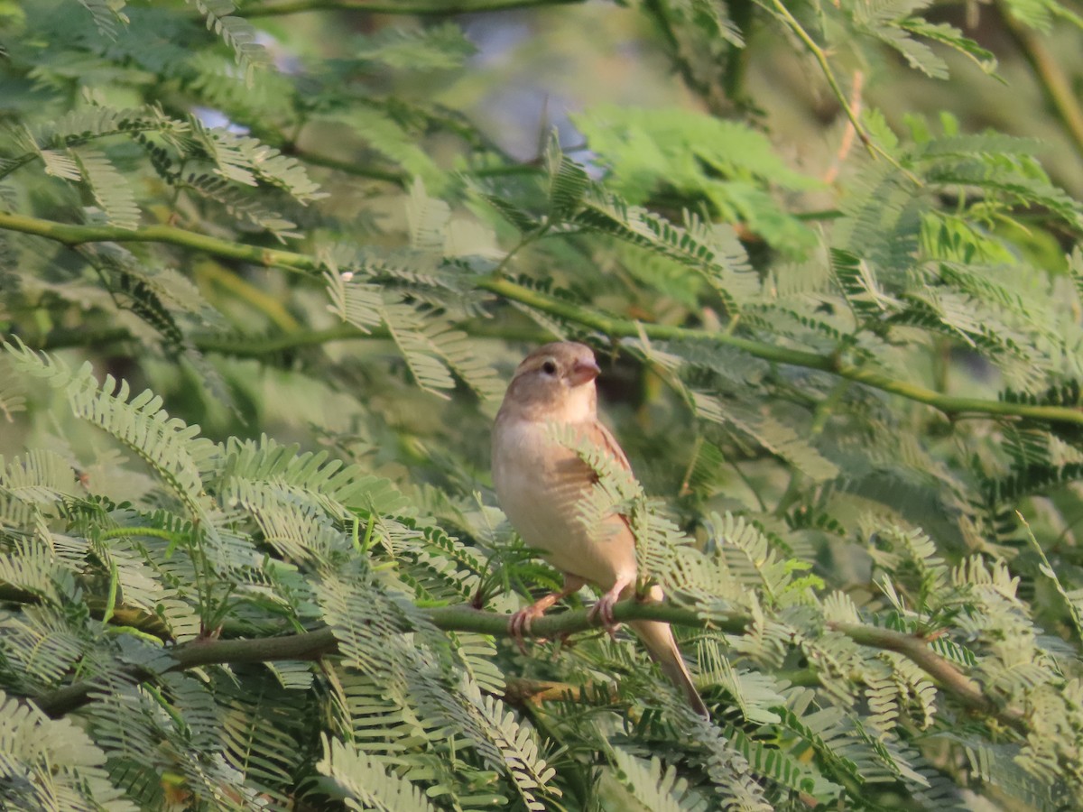 House Sparrow - ML645996045