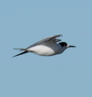 Common Tern - ML645996046