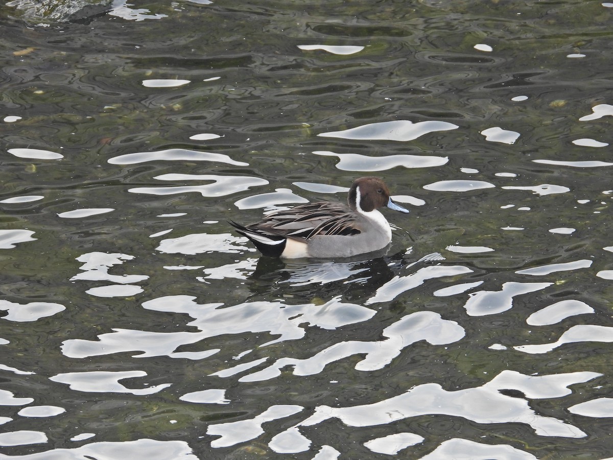 stjertand - ML645996047