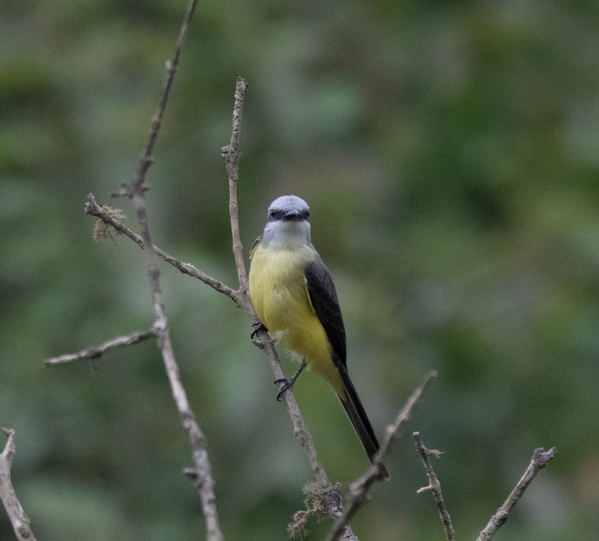 White-throated Kingbird - ML645996048