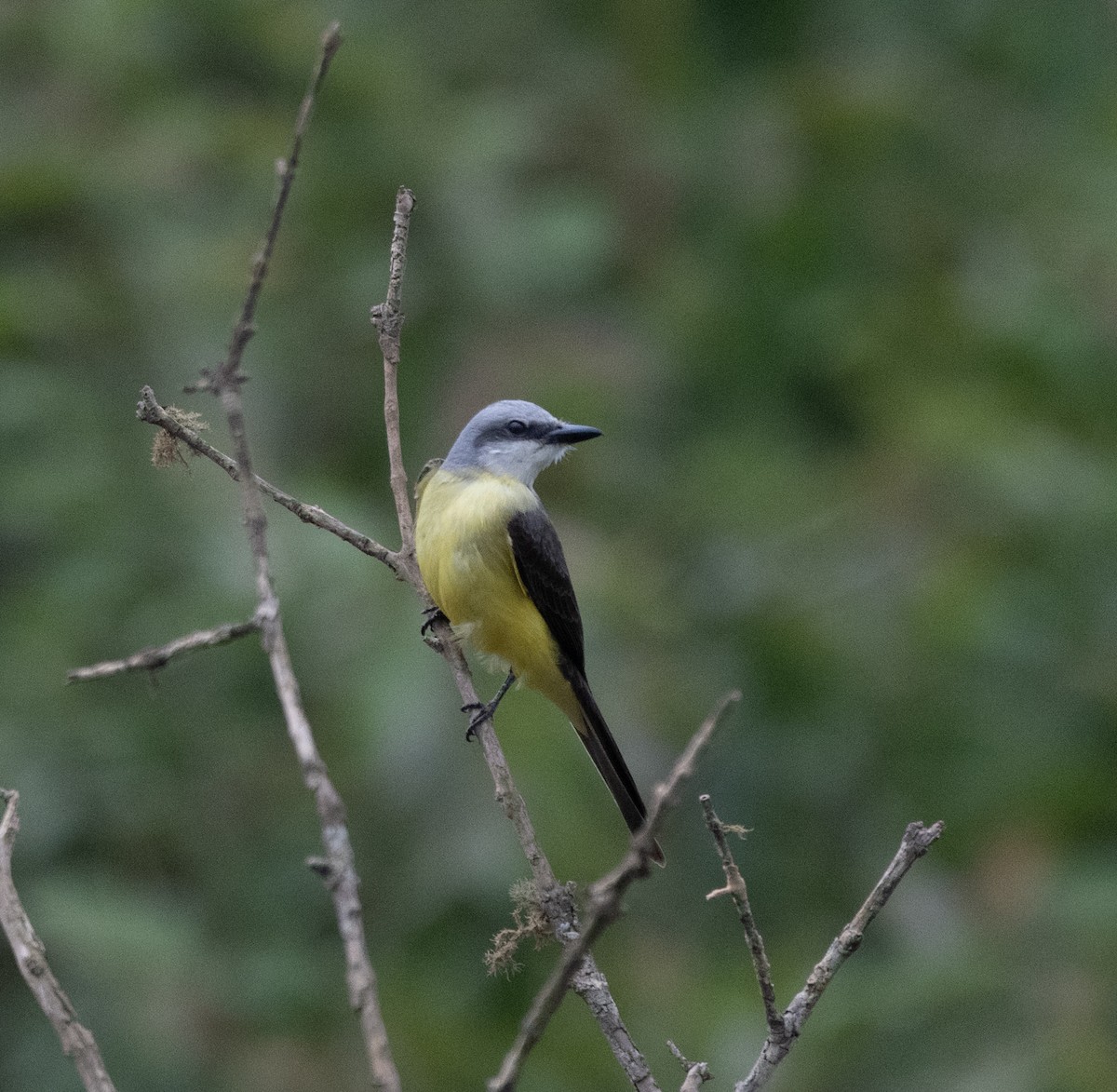 White-throated Kingbird - ML645996049