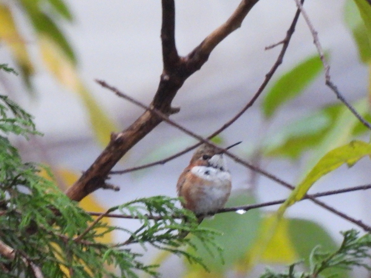 Rufous Hummingbird - ML645996050