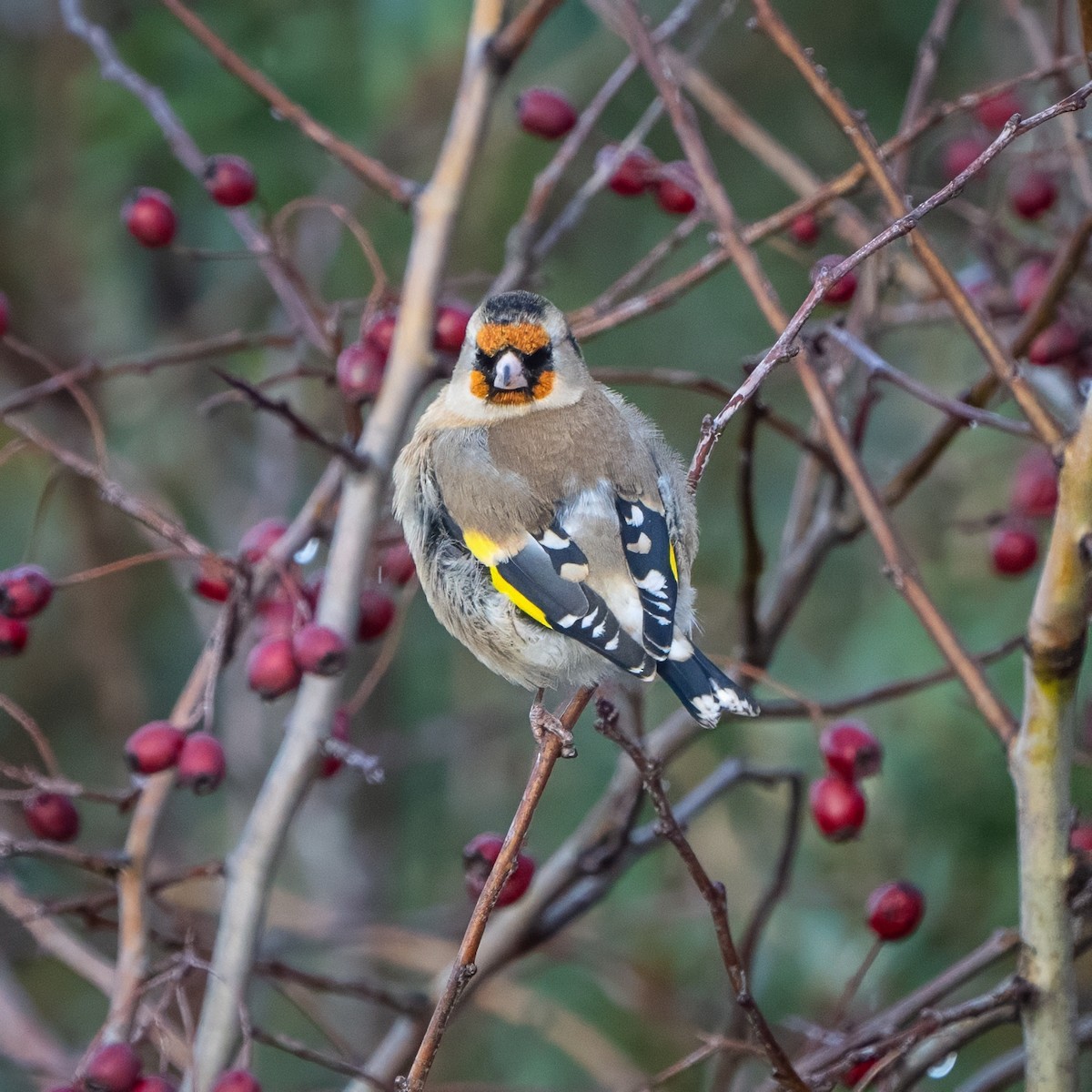 European Goldfinch - ML645996051