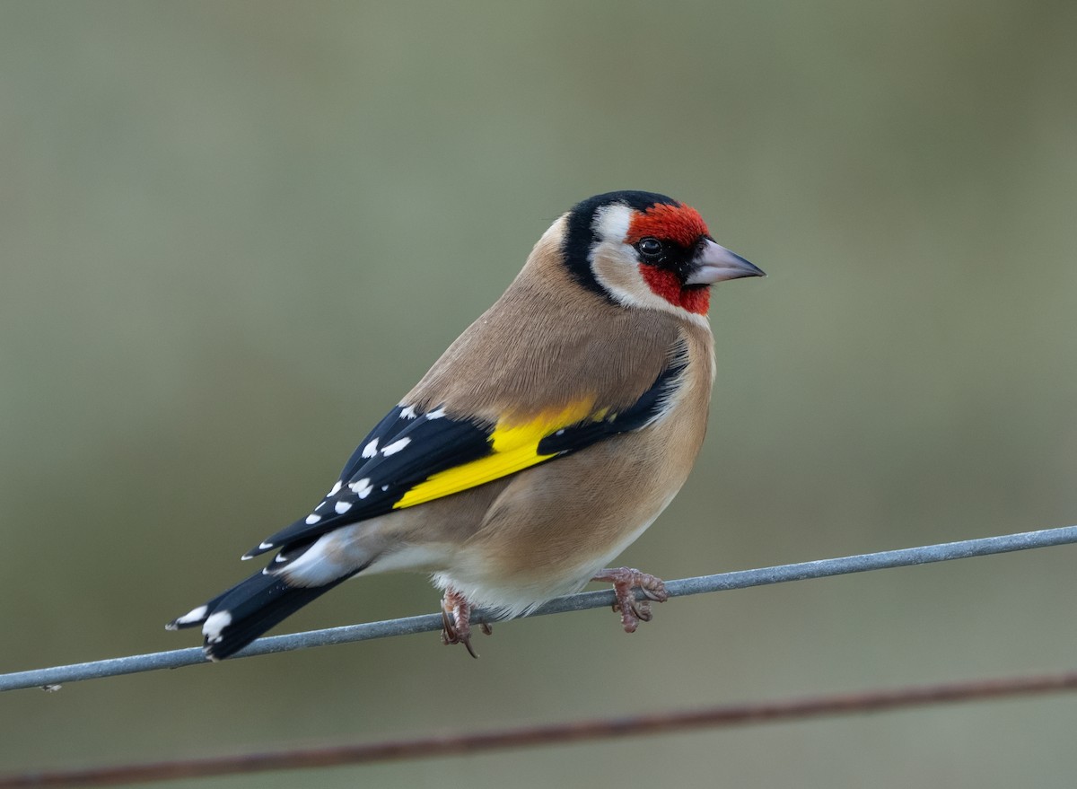 European Goldfinch - ML645996052