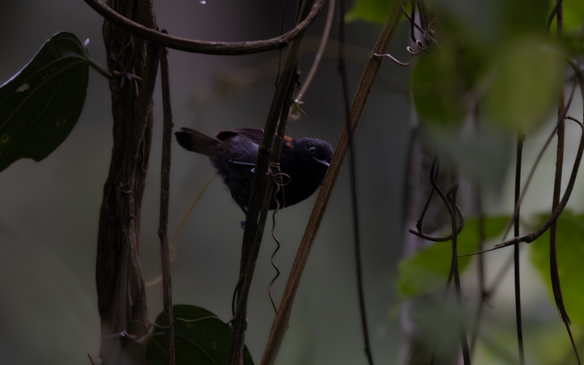 Black-hooded Antwren - ML645996057