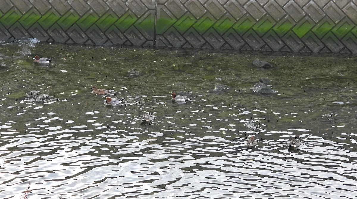 stjertand - ML645996059