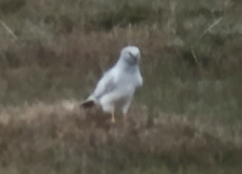 Hen Harrier - ML645996060