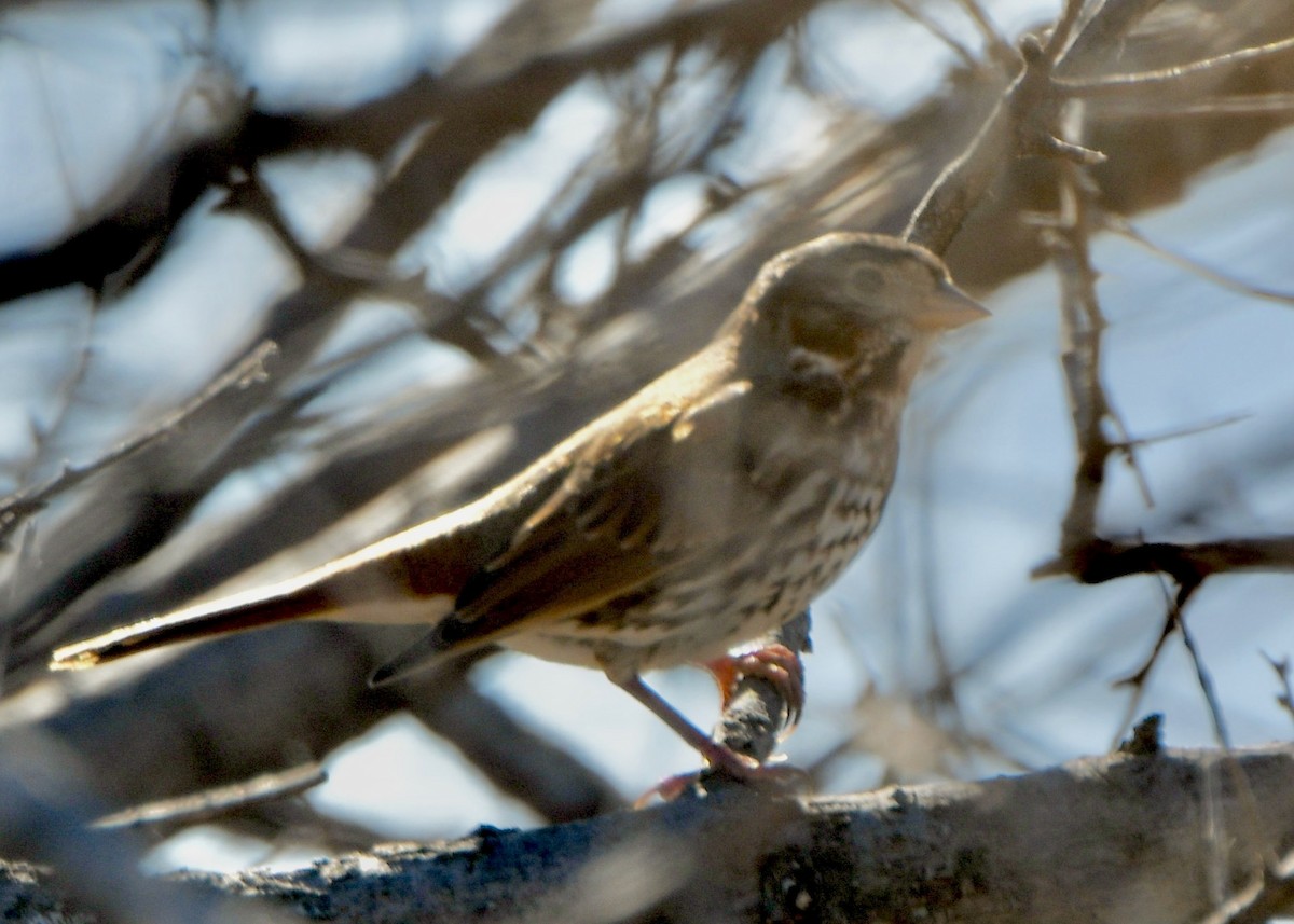 strnadec kaštanový - ML645996061