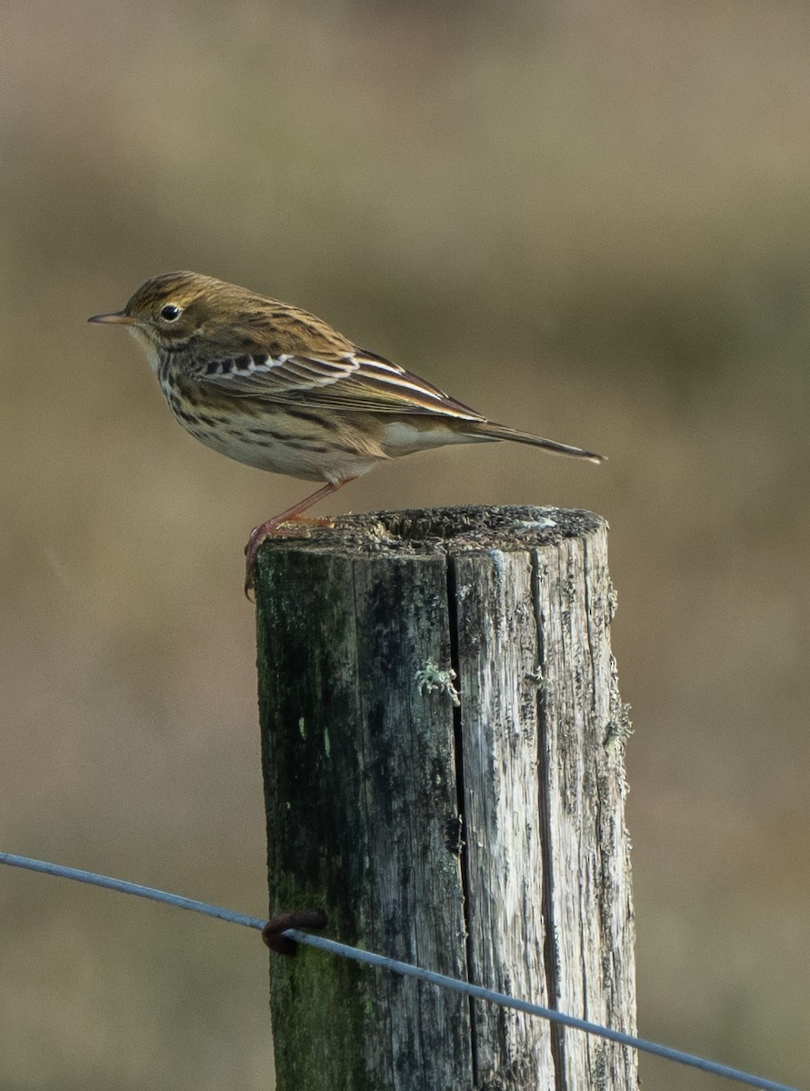 Meadow Pipit - ML645996065