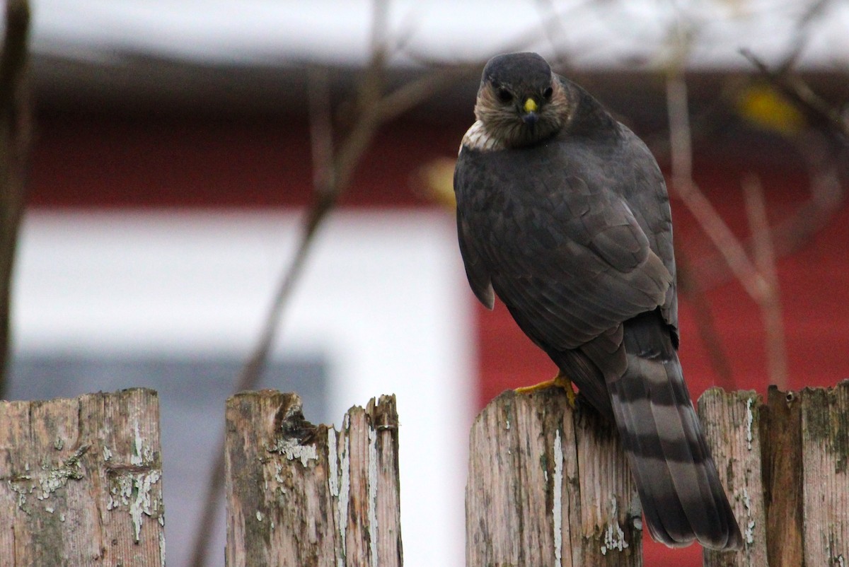 Sharp-shinned Hawk - ML645996068