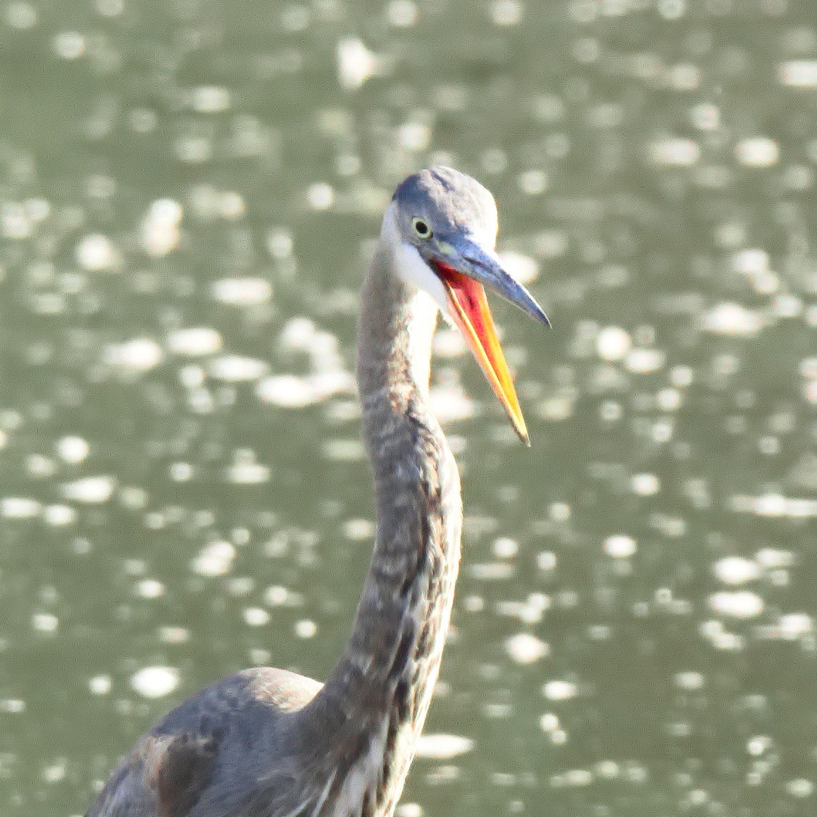 Great Blue Heron - ML645996069