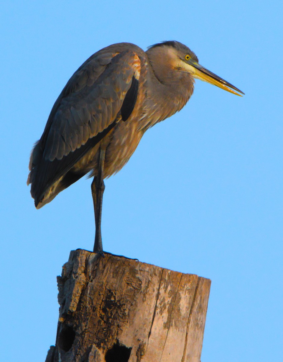 Great Blue Heron - ML645996070