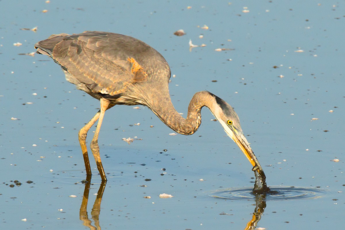 Great Blue Heron - ML645996071