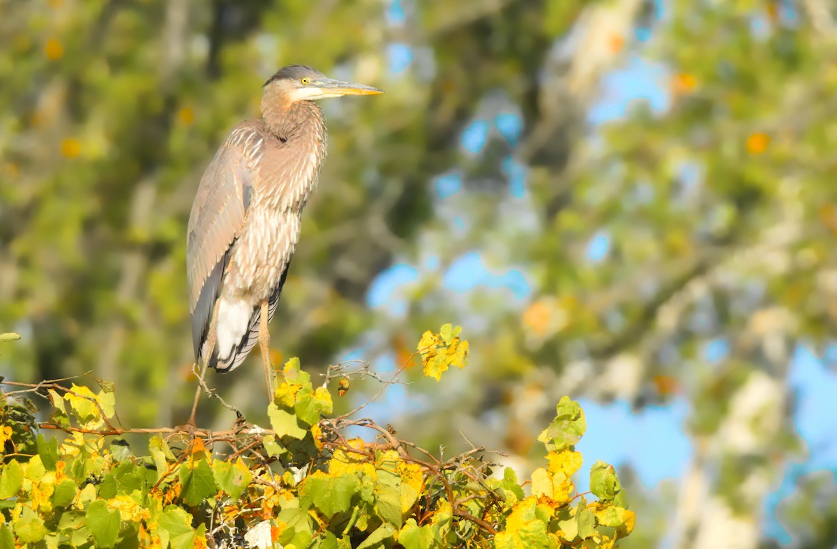 Great Blue Heron - ML645996072