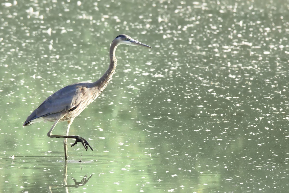 Great Blue Heron - ML645996075