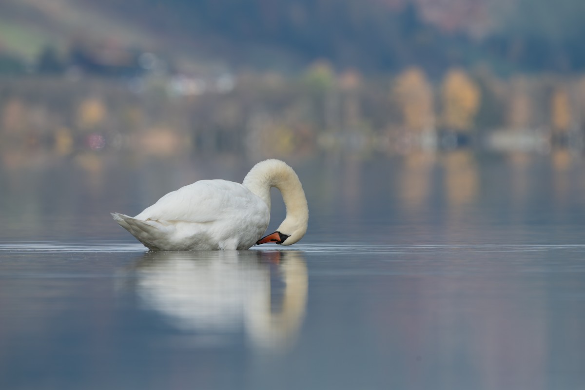 Mute Swan - ML645996076