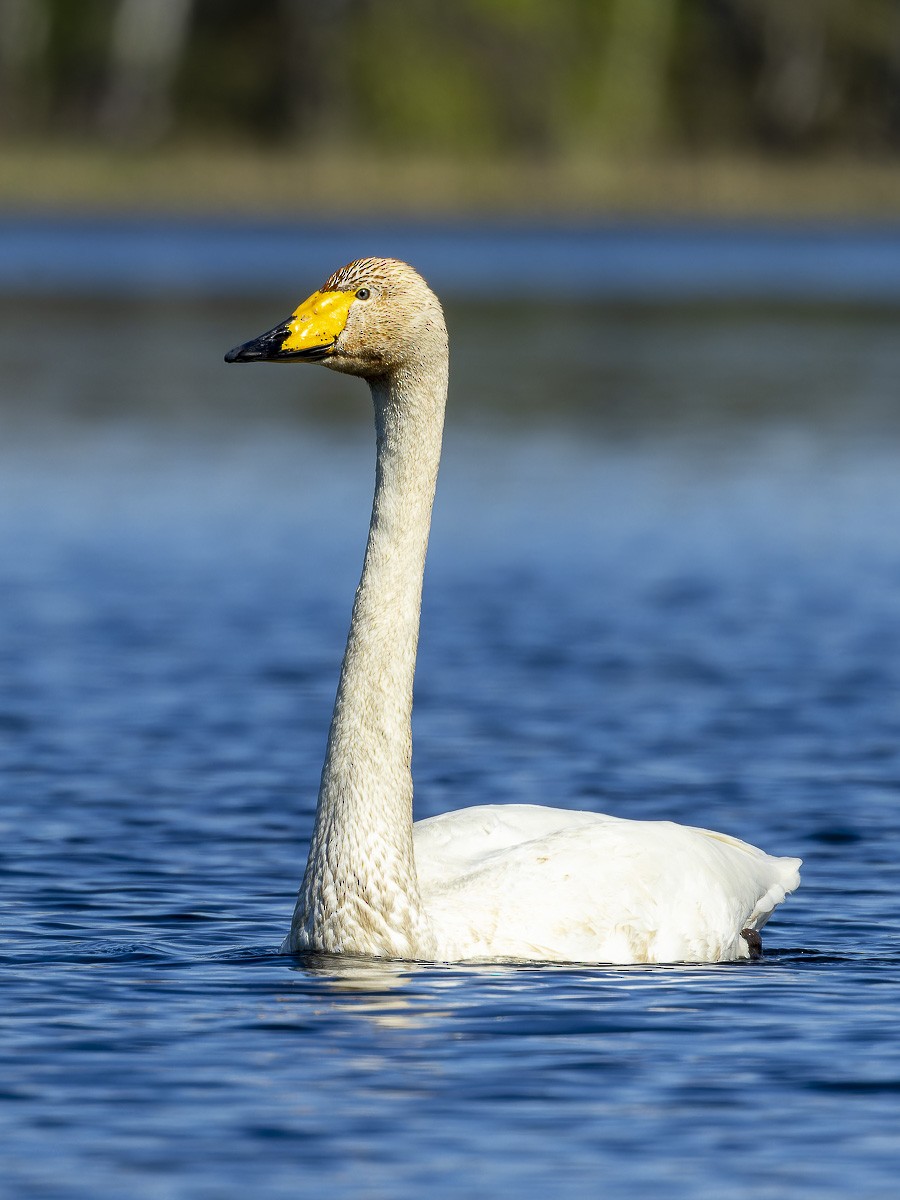 Whooper Swan - ML645996078
