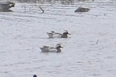 Garganey - ML645996081