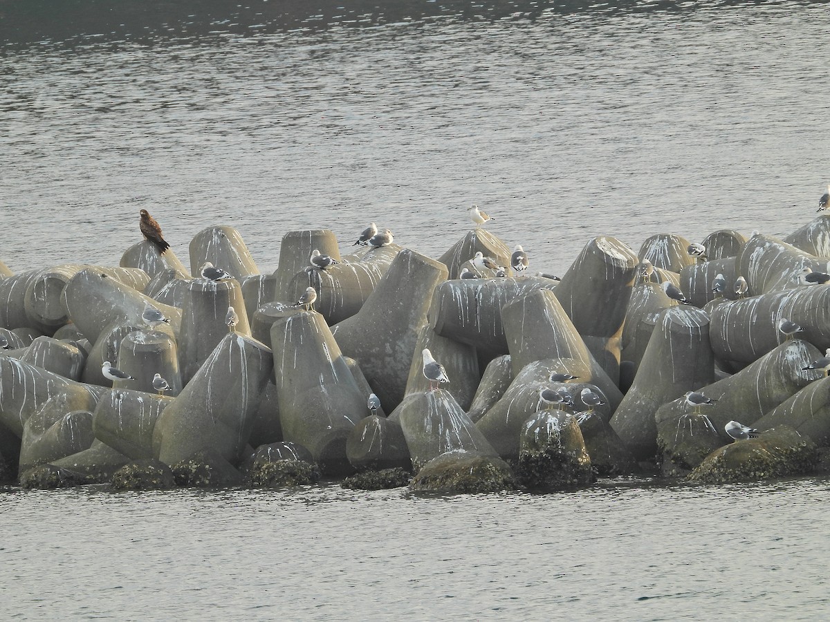 Slaty-backed Gull - ML645996082