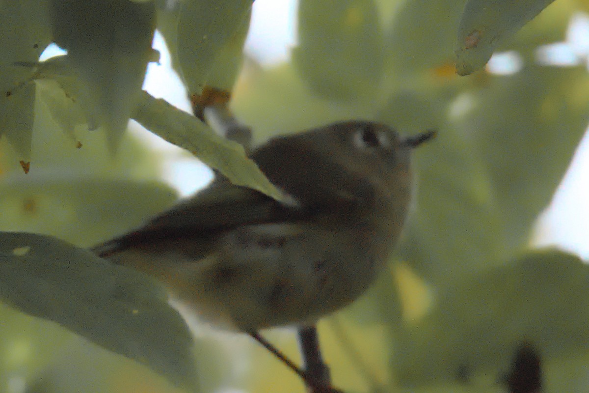 Ruby-crowned Kinglet - ML645996083