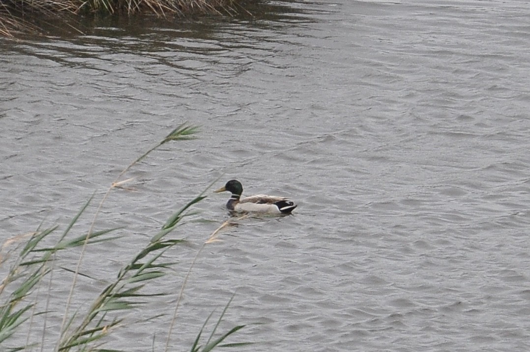 Mallard - ML645996084