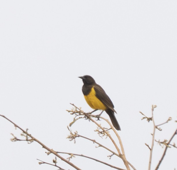 Yellow-rumped Marshbird - ML645996085