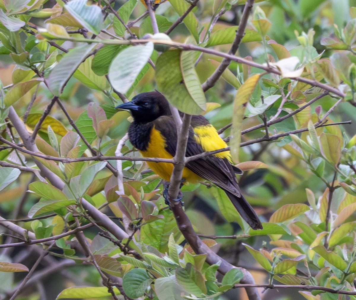 Yellow-rumped Marshbird - ML645996086