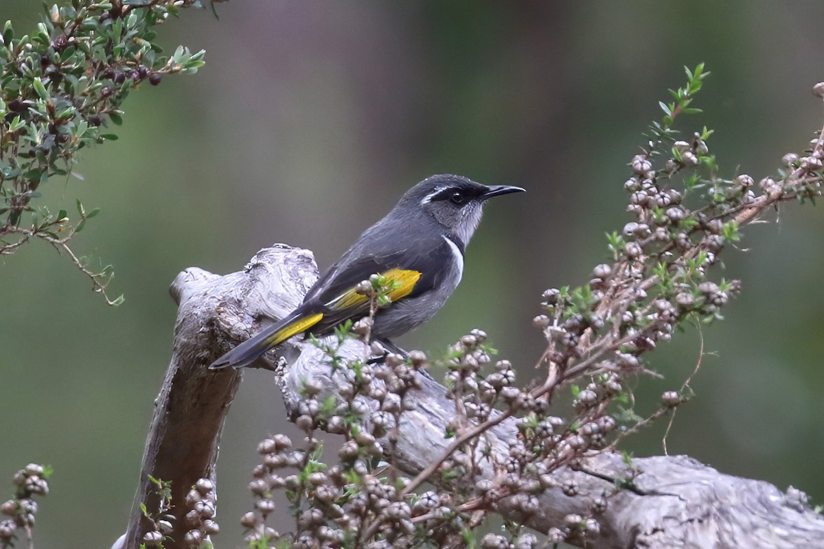 Crescent Honeyeater - ML645996087