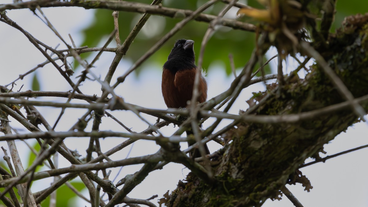 Chestnut-bellied Seed-Finch - ML645996091