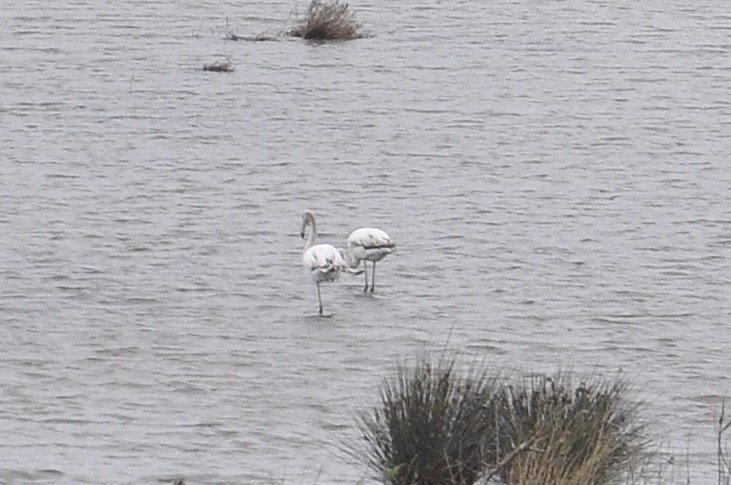 Greater Flamingo - ML645996092