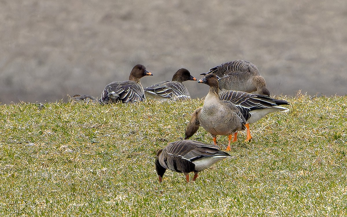 Taiga Bean-Goose - ML645996093