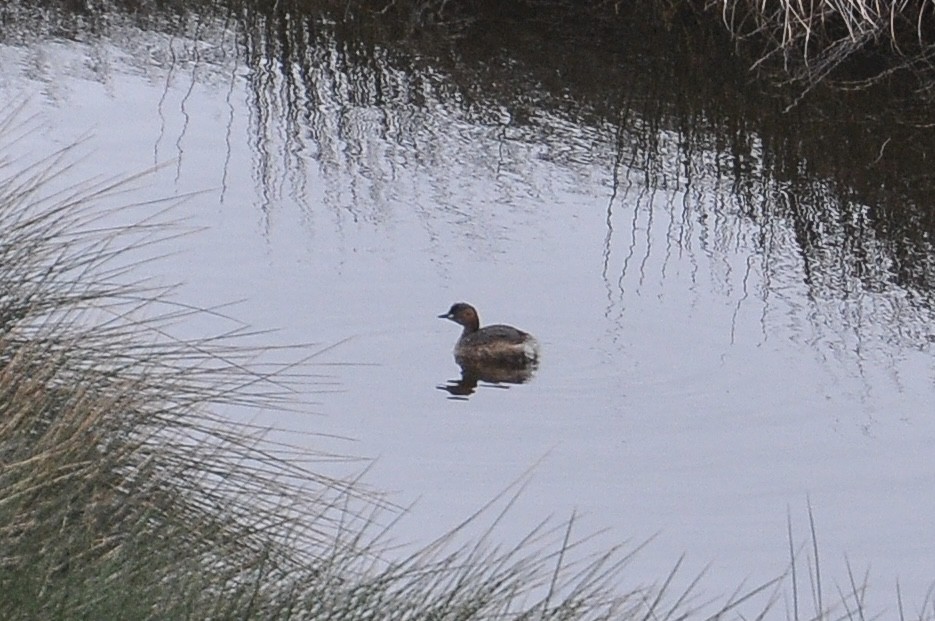 Little Grebe - ML645996094