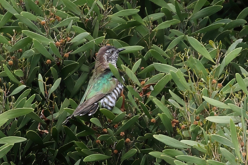 Shining Bronze-Cuckoo - ML645996095